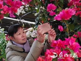 南方地区的春意：草花的移栽与定植