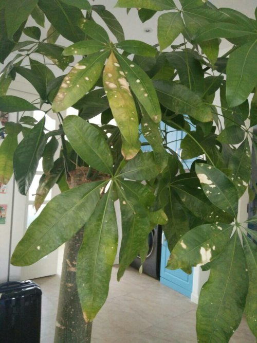 米兰大量掉叶子怎么办？如何挽救这棵美丽的树