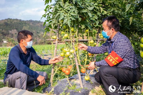 紫茉莉养殖过程中，如何掌握紫茉莉栽培技巧与养护要点