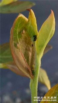 花卉锈病的“克星”