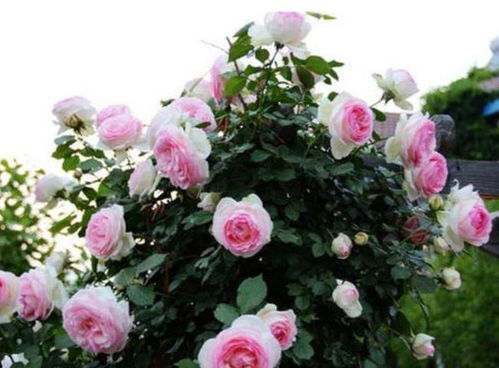 蕞划算的组合，从2月开到5月