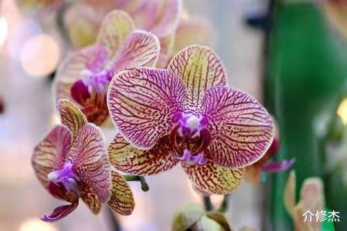 蝴蝶兰开花了怎么浇水才能保证花朵绽放