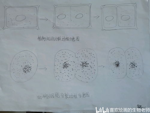 植物生长中的神秘力量：吲哚乙酸