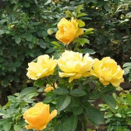 红丛蓉月季的土壤喜好