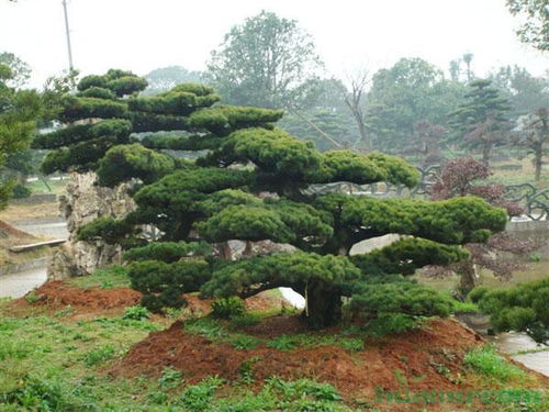 上海某景观公司忽视物流监控的教训