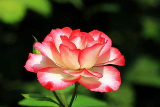 丛生福禄考的相伴之美