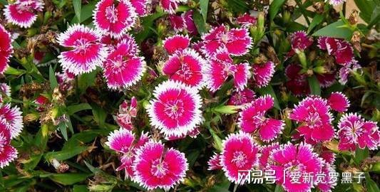 石竹花耐寒， 但冬天要小心