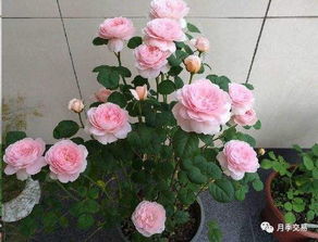 病虫害防治，全方位守护月季！