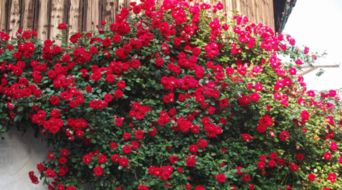 家庭院落绿意盎然：花卉苗木的挑选指南