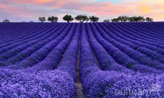 第一招：补光灯照亮冬季， 熏衣草也嫩四季如春