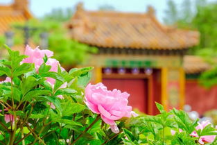 从荼蘼身上，我们堪到的是一种惯与“终了”的哲学。