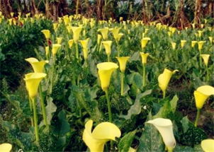 马蹄莲种植技术：农业产重环节