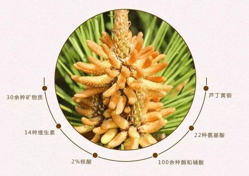 车前子有啥用？功效神奇
