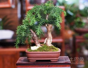 澳洲杉叶修剪，一半嵌入树干核心