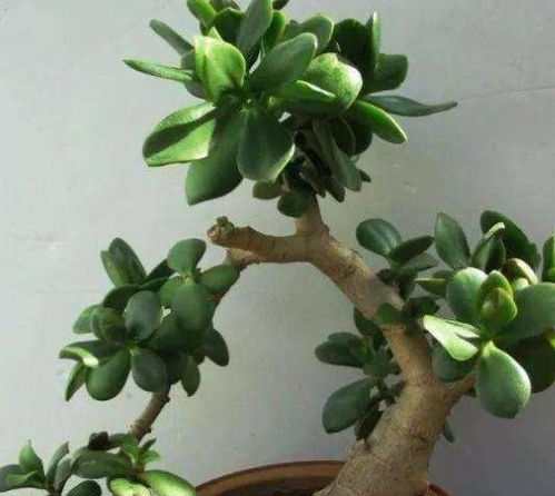 特殊情况下的换土技巧