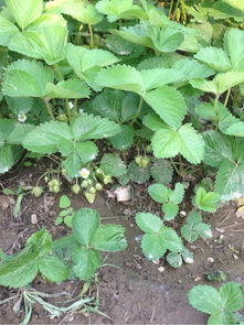 鱼腥草：清凉解暑的好帮手