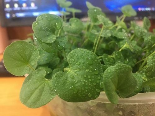 粽叶曾用这些植物叶？别再傻傻分不清