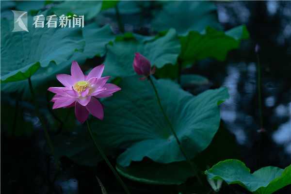 天气说啥就变，睡莲花儿啥时开？