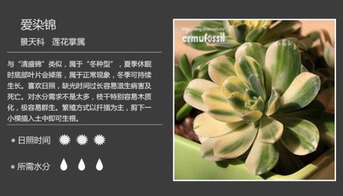 花草图鉴 + 种植、养护知识