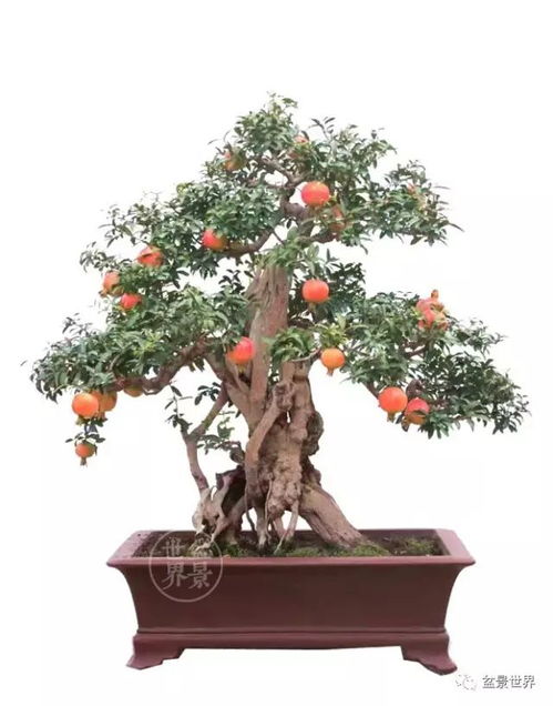 微型石榴盆景如何养殖？如何让石榴花开得更艳丽