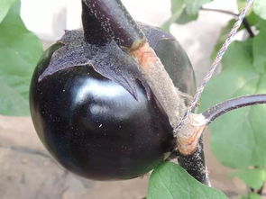 茄子为何会烂？揭秘烂茄子背后的秘密