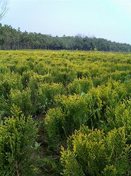 潢川苗木基地，绿意盎然的价格表揭秘！