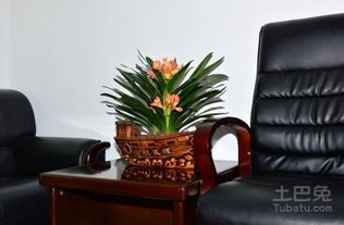 盆景摆放，如何根据风水布局