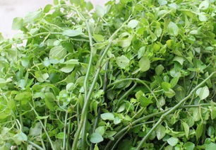 矮麦冬，这个名字听起来好熟悉哦！