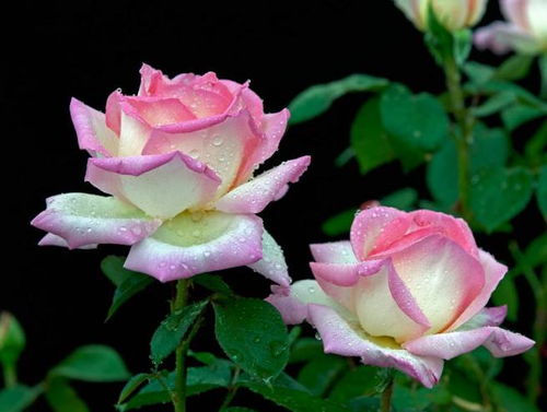 先说说这两种花儿的美名由来