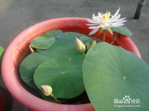 水边种植植物， 美化水质两不误