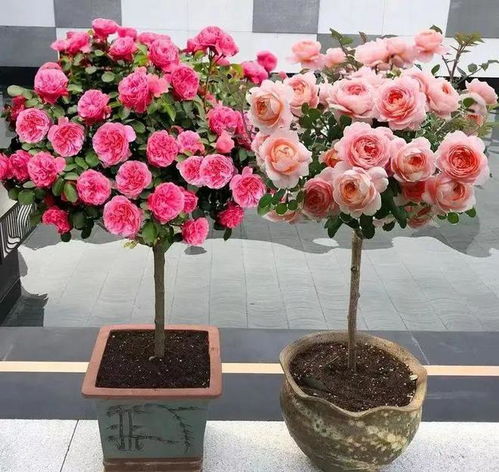 “哪个十大经典月季品种的‘蓝色妖姬’开花时间最晚