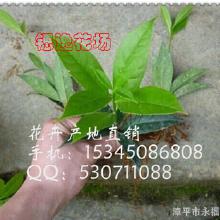 桂花树幼苗的养护技巧