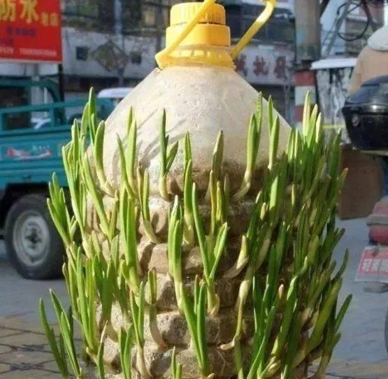 种什么菜呢？这里有几款推荐