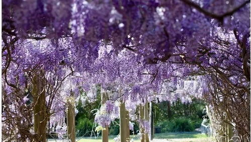 紫藤花的攀爬技巧