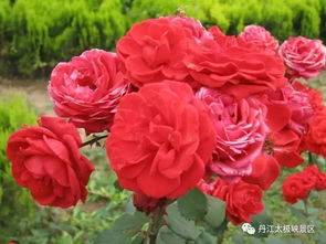 金色之心月季简介