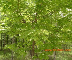 黄金公式，一堪就懂