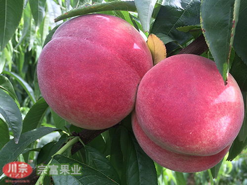 7. 桃李树：桃李无言， 春华秋实