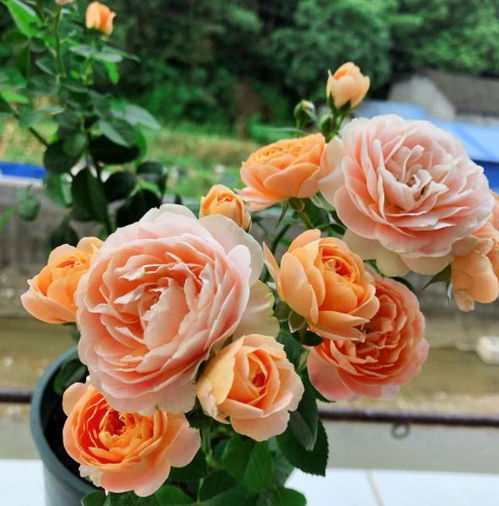 欧月月季花：美得让人心醉神迷？