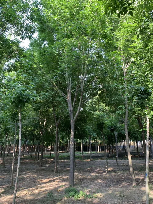 地区和品质对价格的影响