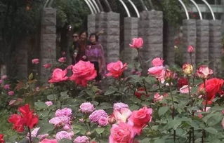 美化城市， 提升生活环境