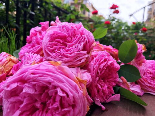 月季花的叶子什么样子的？