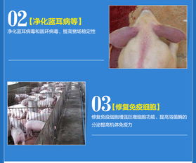 母猪孕期禁用8种药，牢记禁忌保母子健康