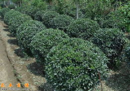 茶梅与茶花花叶大小的差异