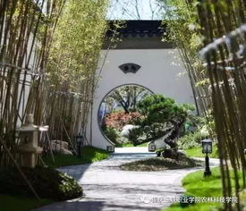 主景树的视觉盛宴