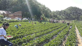 创新露天甜瓜种植技术，提升果实品质与产量