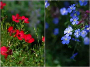 草本花卉， 多样的美丽世界