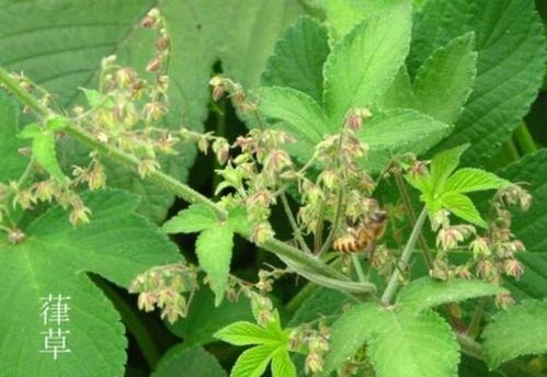 生物农药的发展前景