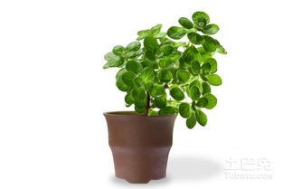 碰碰香如何正确养殖并避免常见问题