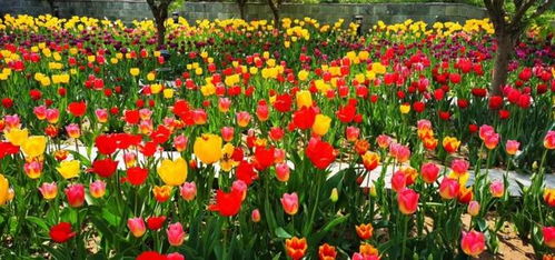 郁金香：高贵典雅， 色彩斑斓