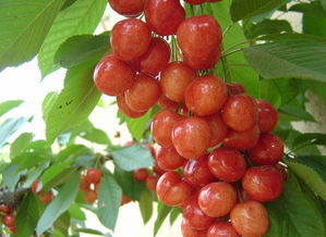 樱桃核种植，你准备好了吗？